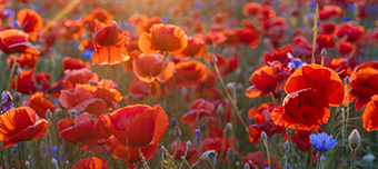 Remembrance Service